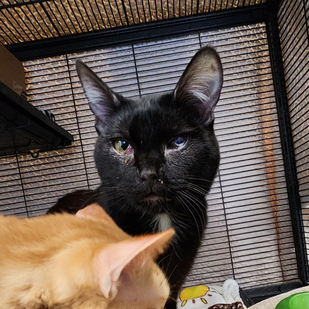 Moonlight — thumbnail 2