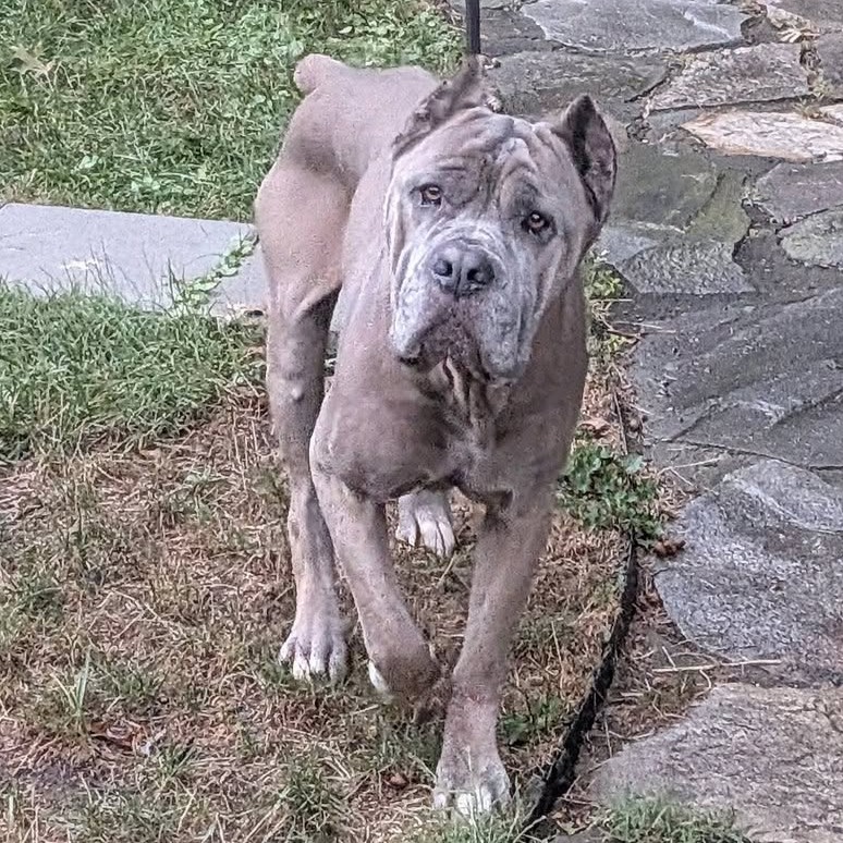 SOPHIA GIANNA - Mastiff / Cane Corso available for adoption