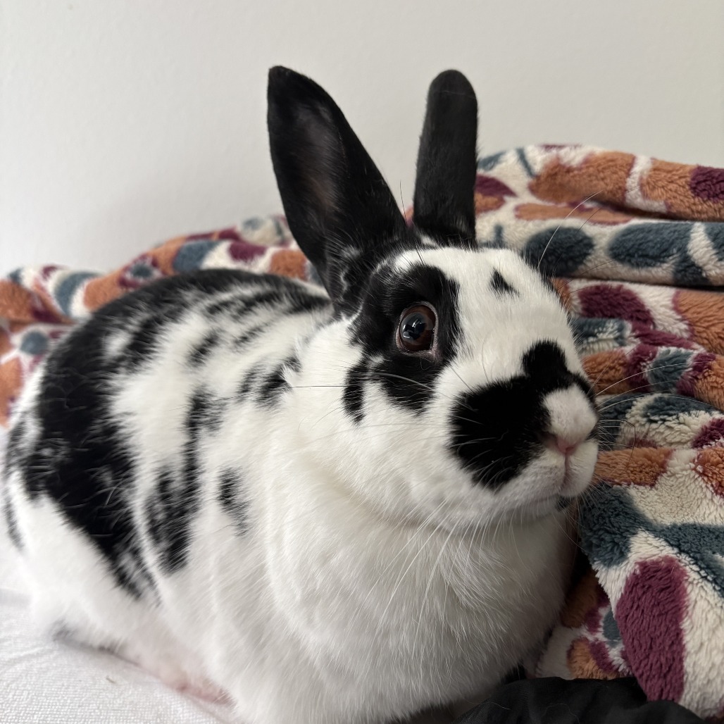Nelly (bonded with Buns), photo 11