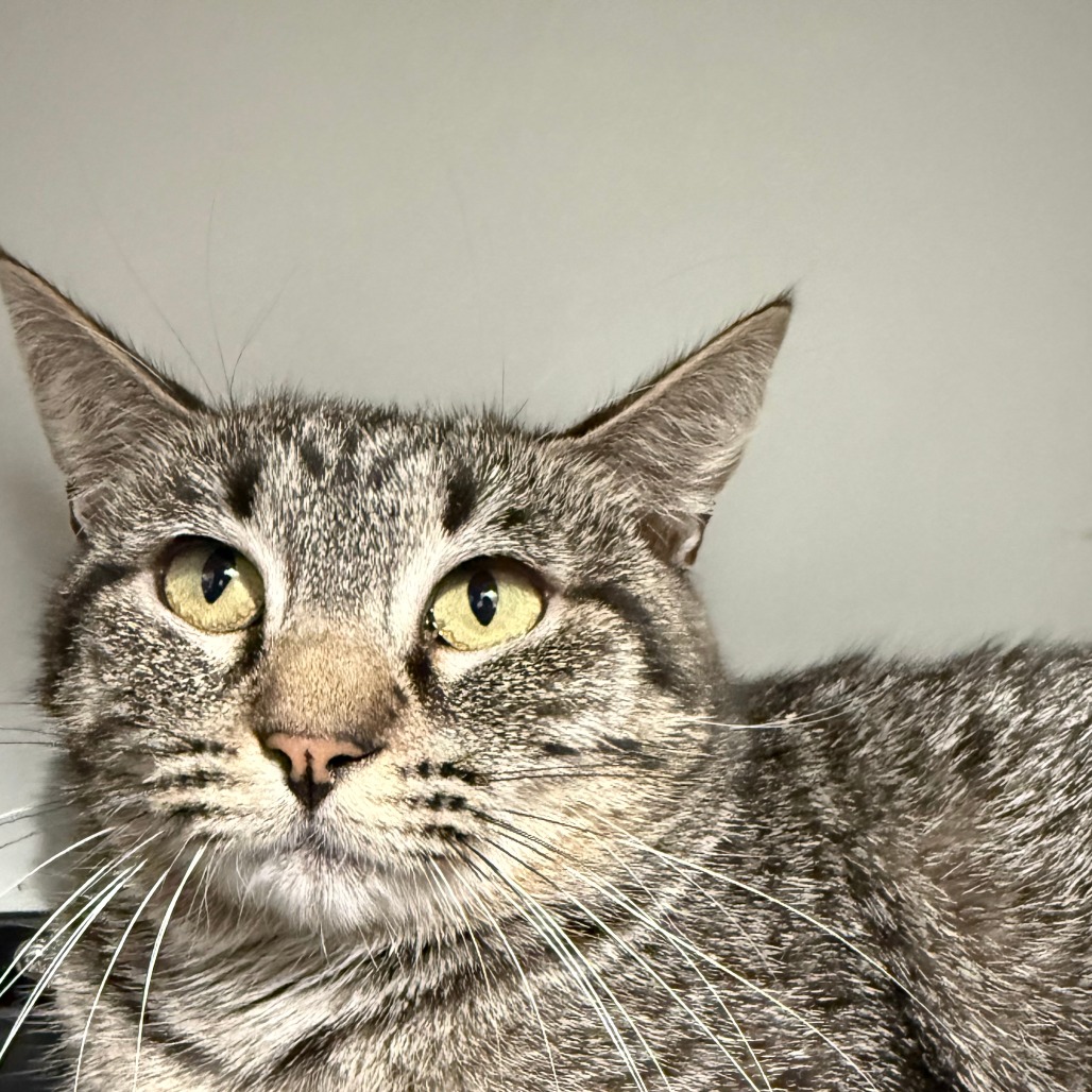 Tabitha, photo 2