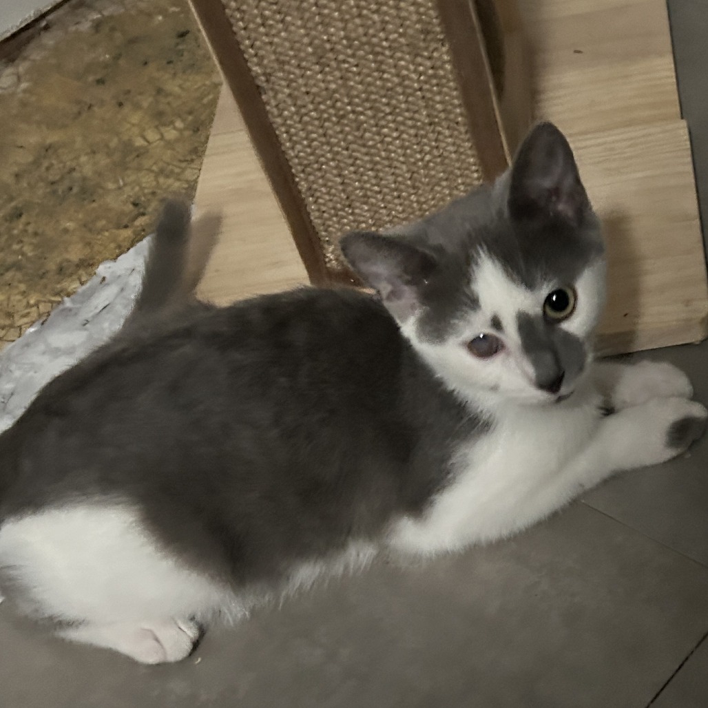Wayne, an adoptable cat
