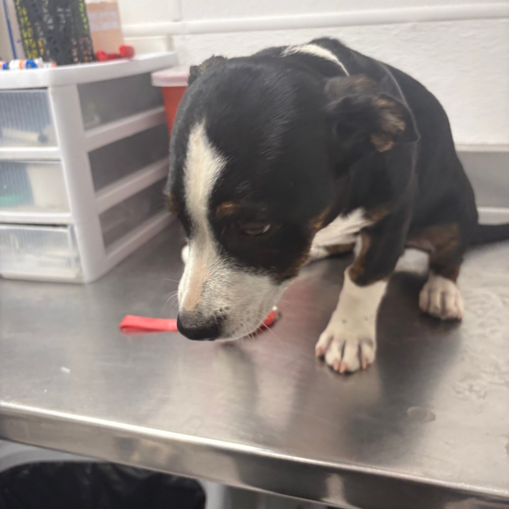 CRISPIN - Terrier, Pit Bull / Hound, Basset available for adoption