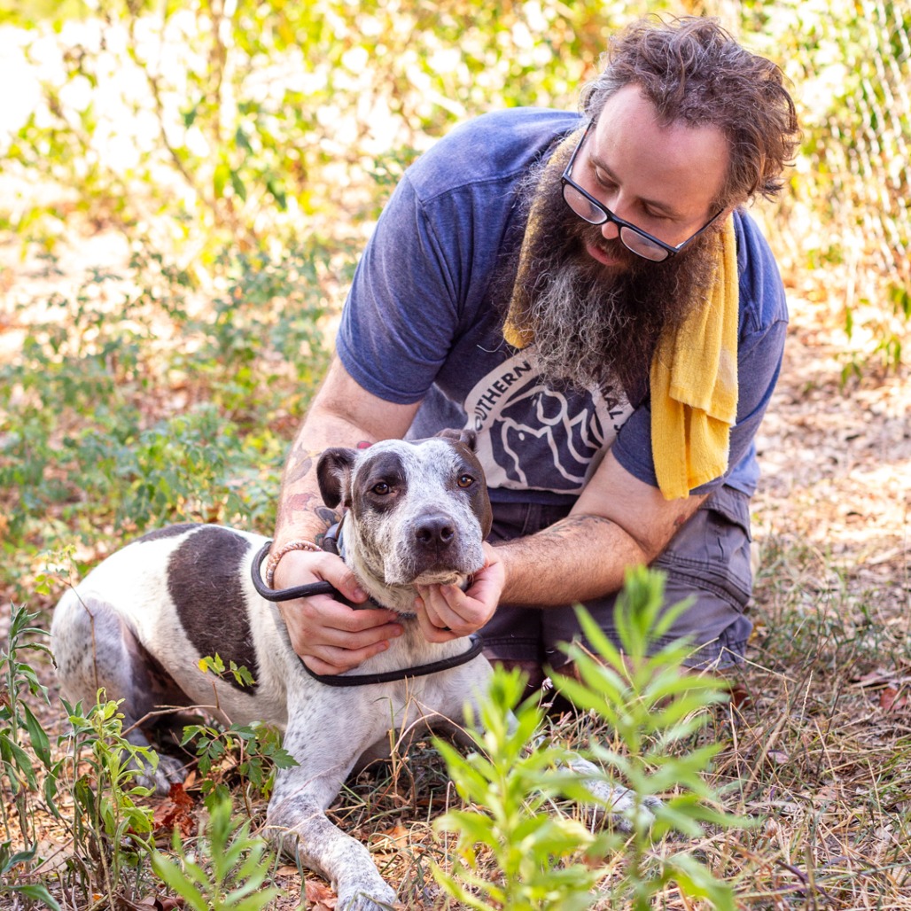 ALFRED - Cattle Dog / Dalmatian available for adoption