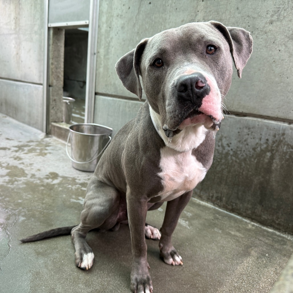 Pit Bull