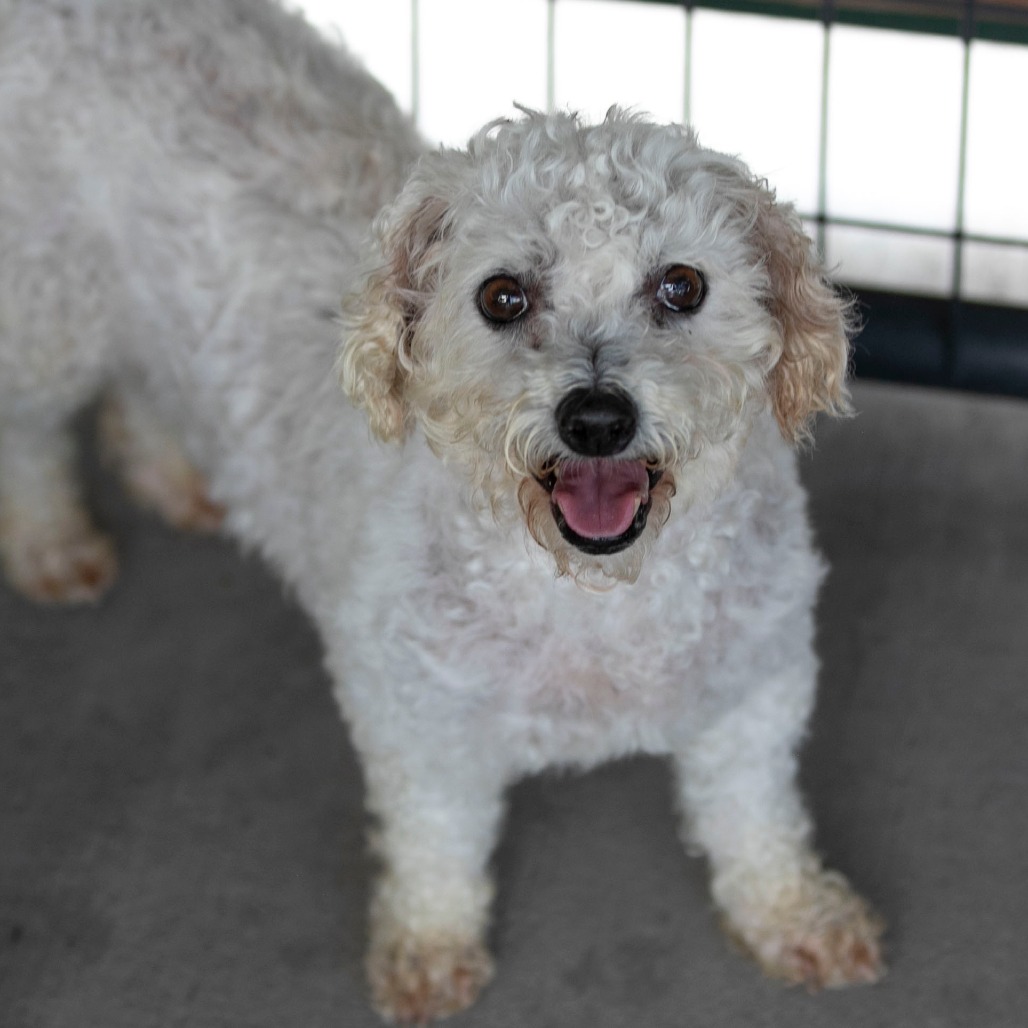TRACEY (AP26-67) - Bichon Frise for adoption in Colorado Springs