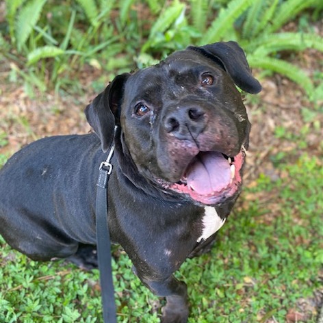 DEBO - Mixed Breed (Large) available for adoption