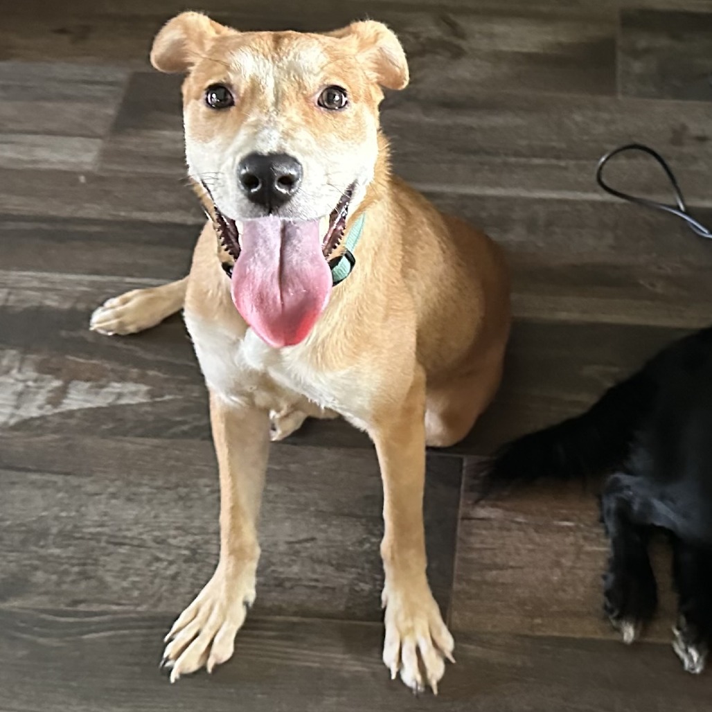 Daphne, adoptable Carolina Dog/Mixed Breed (Medium) at Lifeline of Galveston County