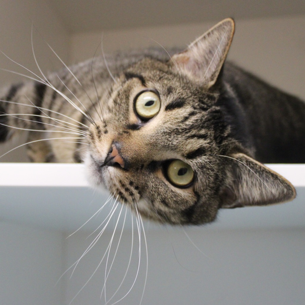 Felix — thumbnail 3