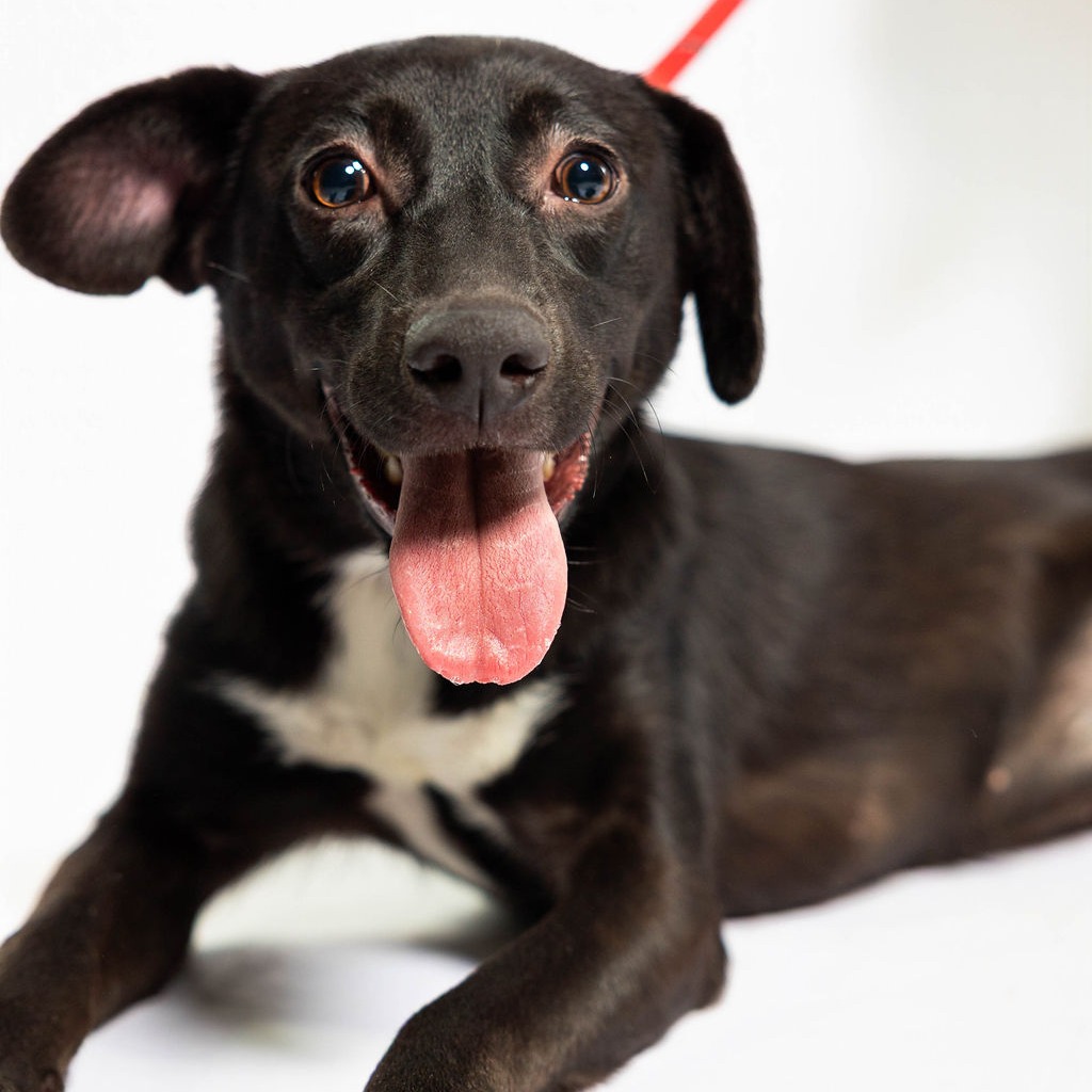 Betty, available for adoption at PVAS