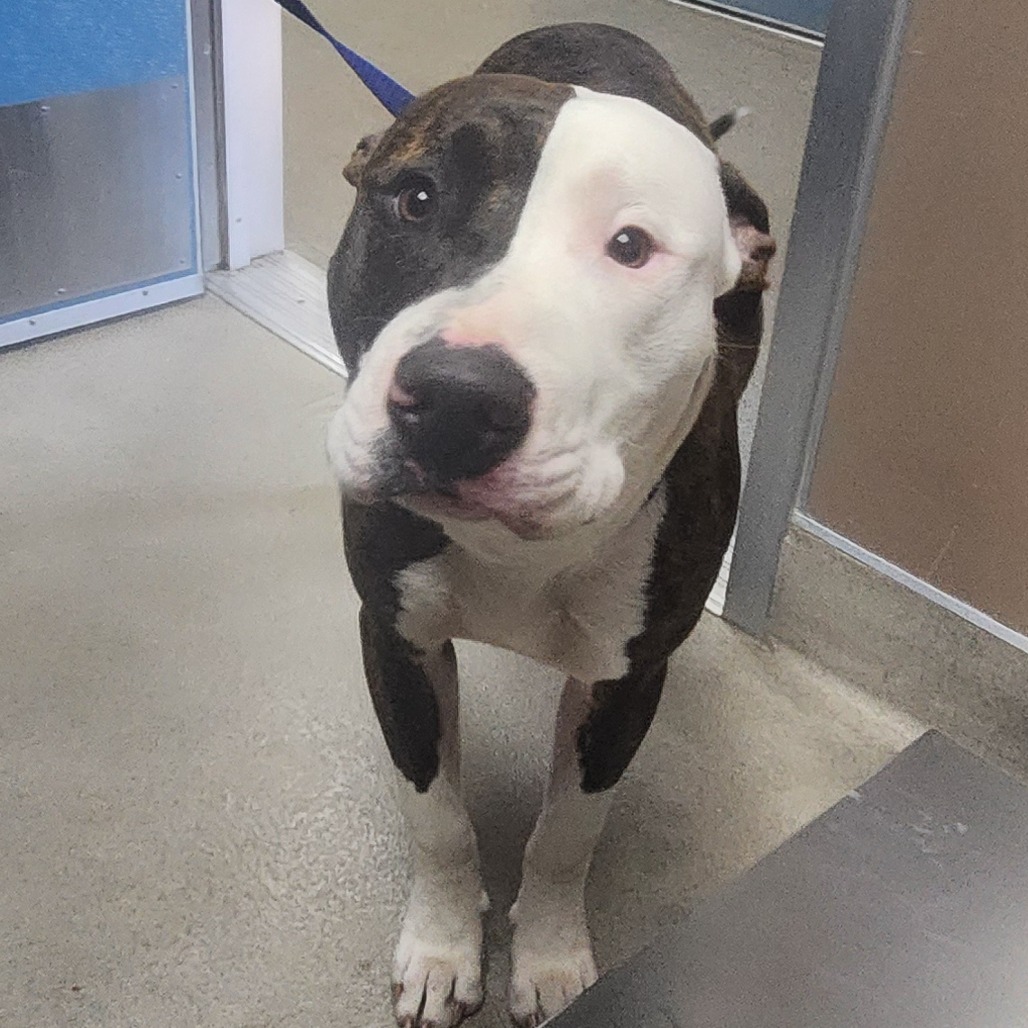 Kennel#25b Bear's preview photo