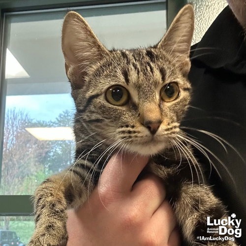 STAR BELLY SNEETCH - Domestic Shorthair available for adoption
