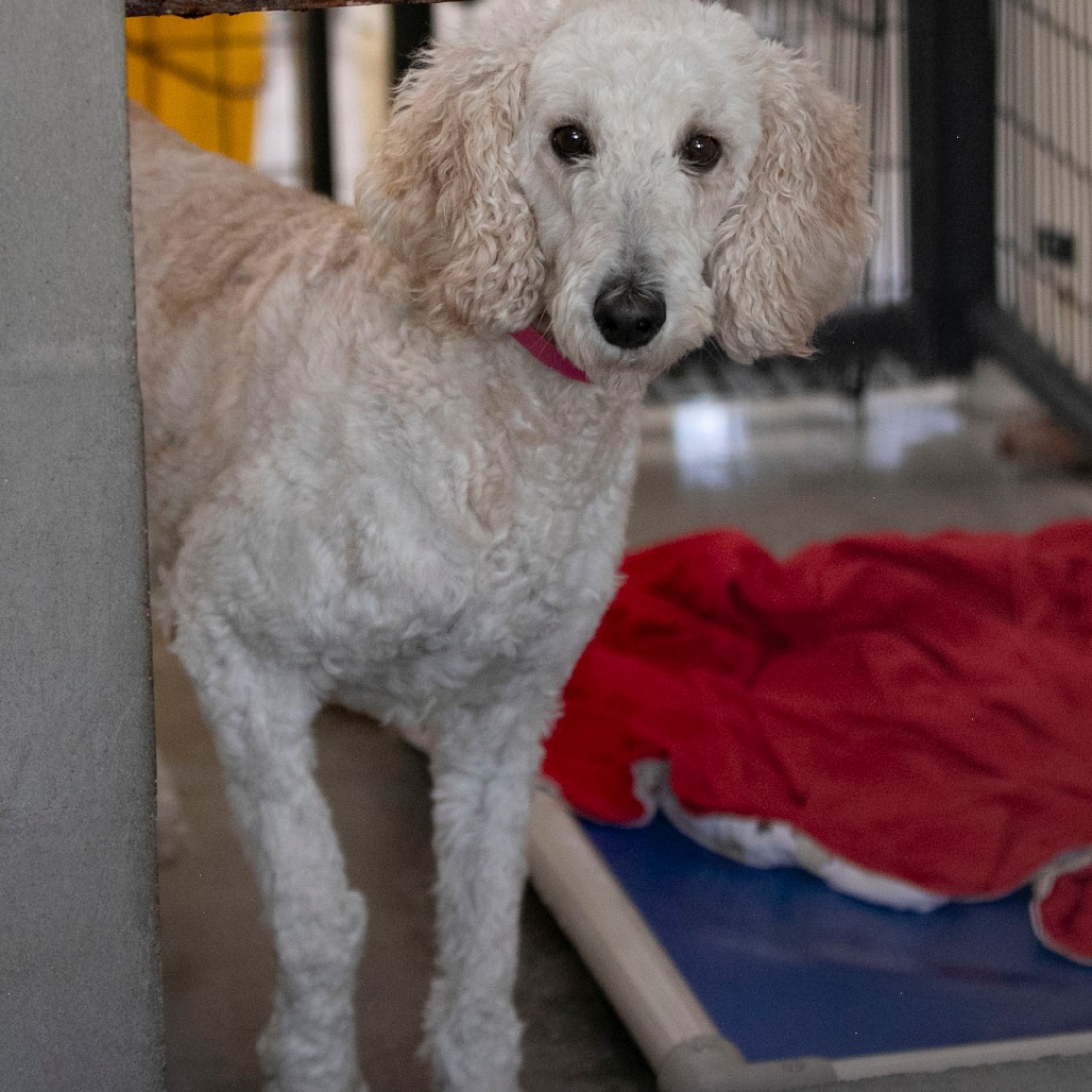 BETTY (JY26-28) - Poodle / Standard available for adoption
