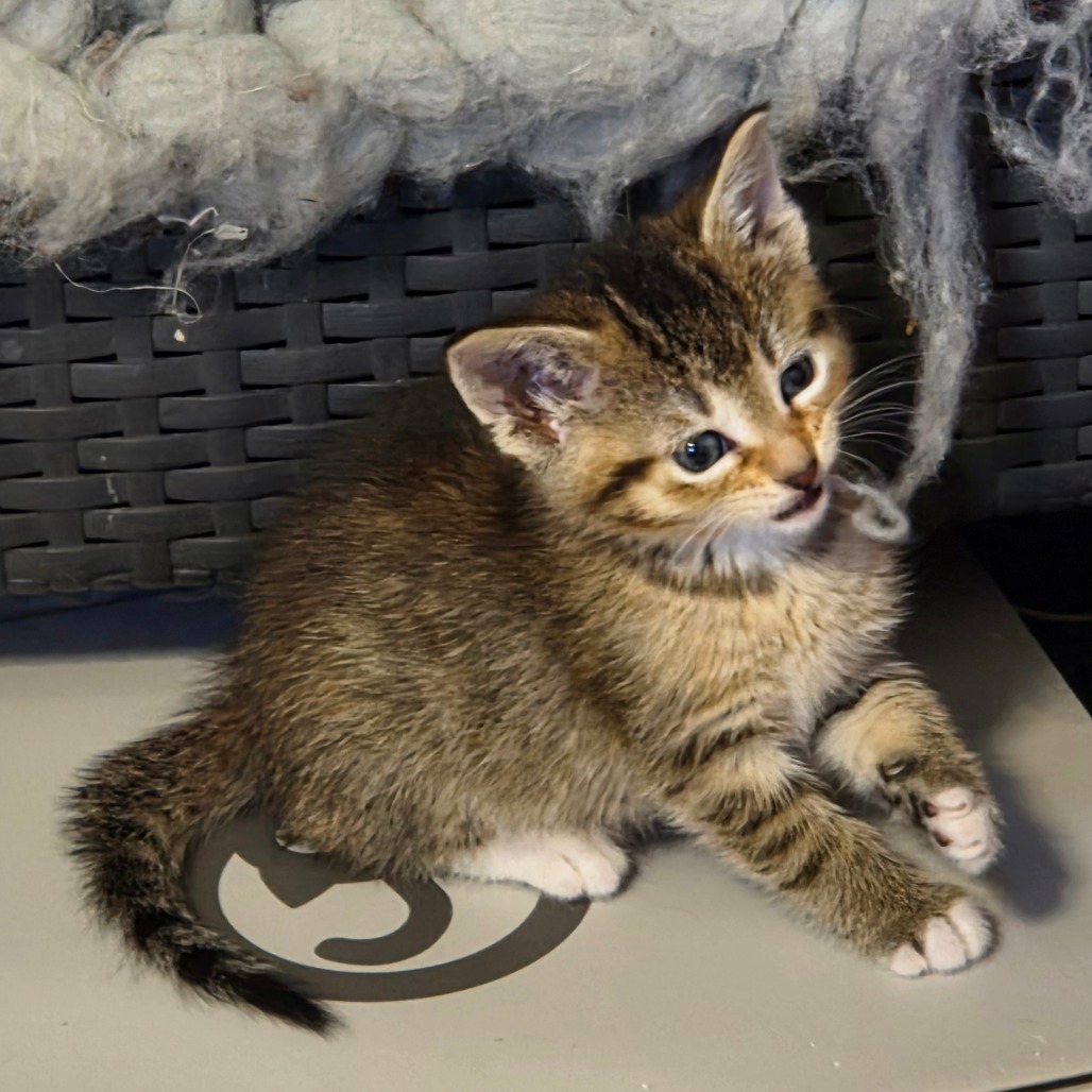 Caramel