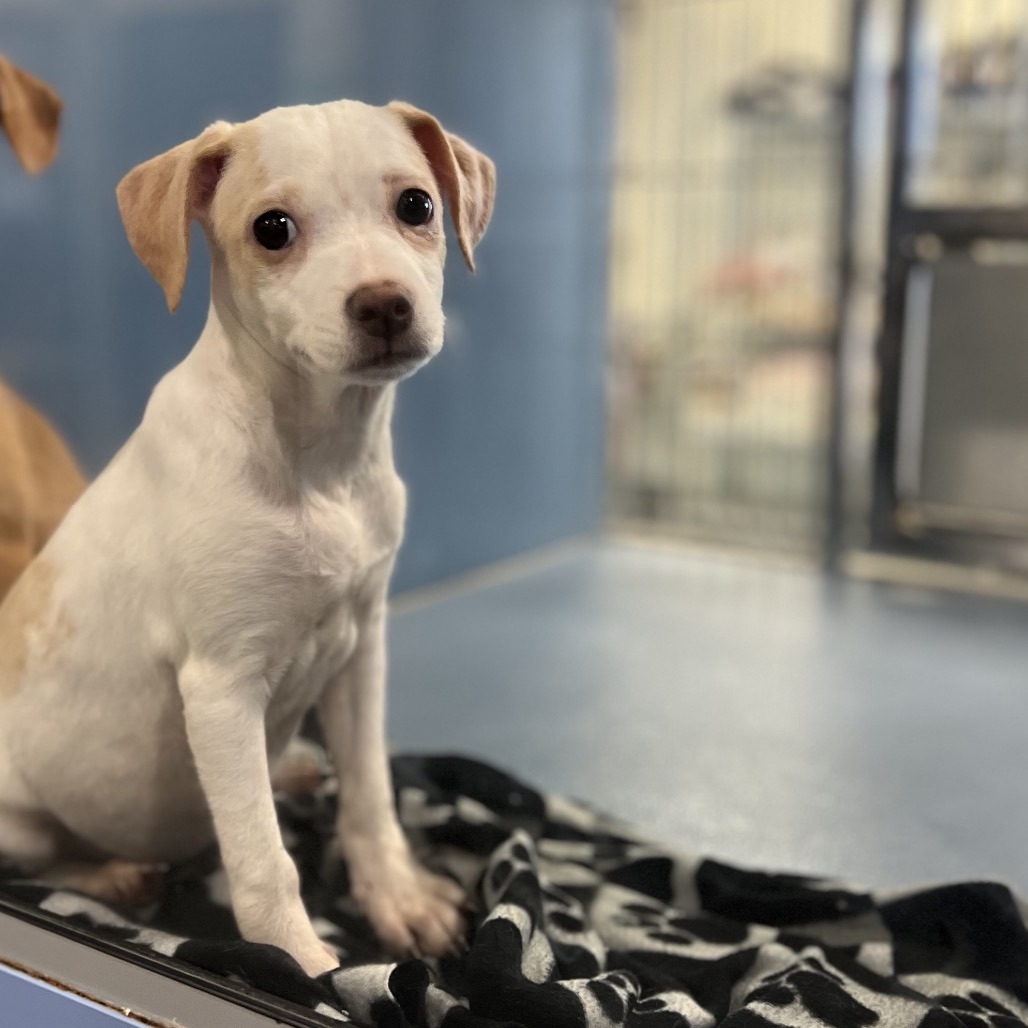 FIG - Shepherd available for adoption