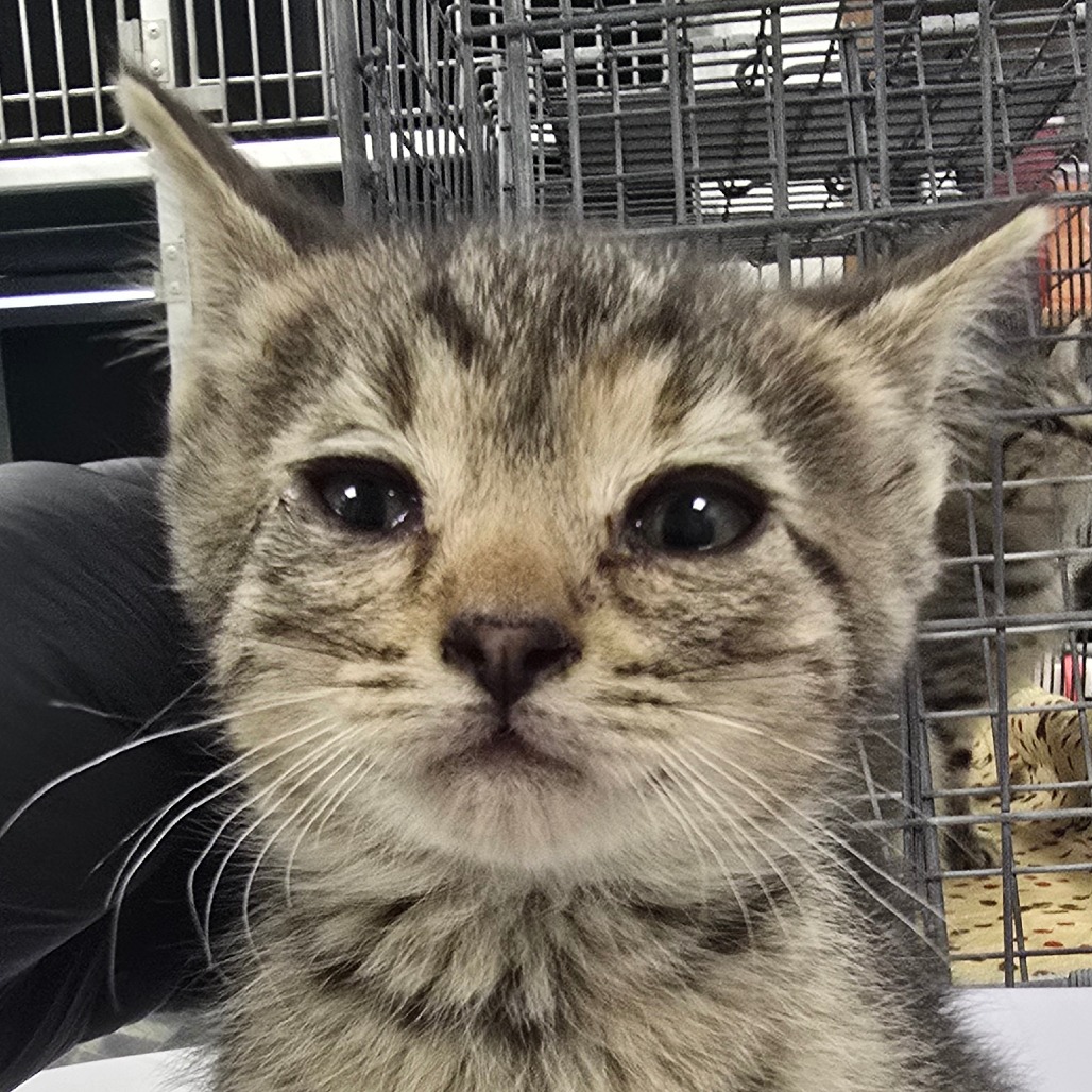 INDIA - Domestic Shorthair available for adoption