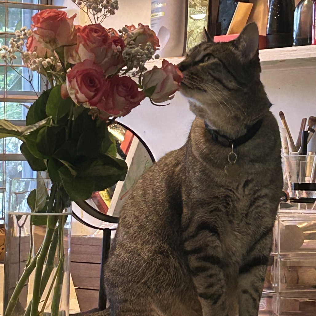 BEAN - Domestic Shorthair / Mix available for adoption