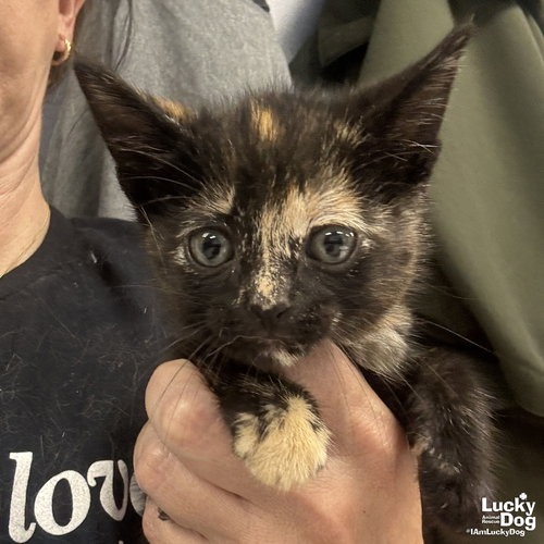 MY PINKIE PIE - Domestic Shorthair available for adoption
