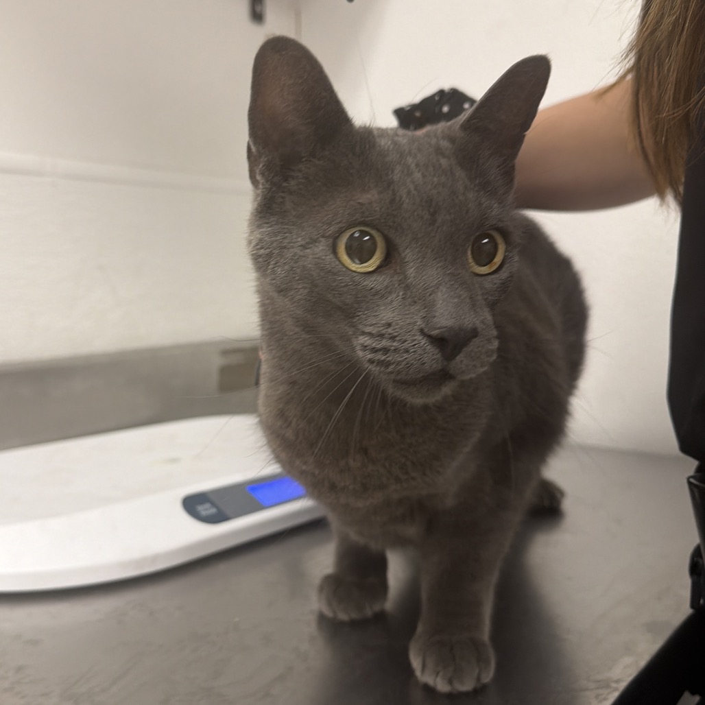 KEANU - Domestic Shorthair available for adoption