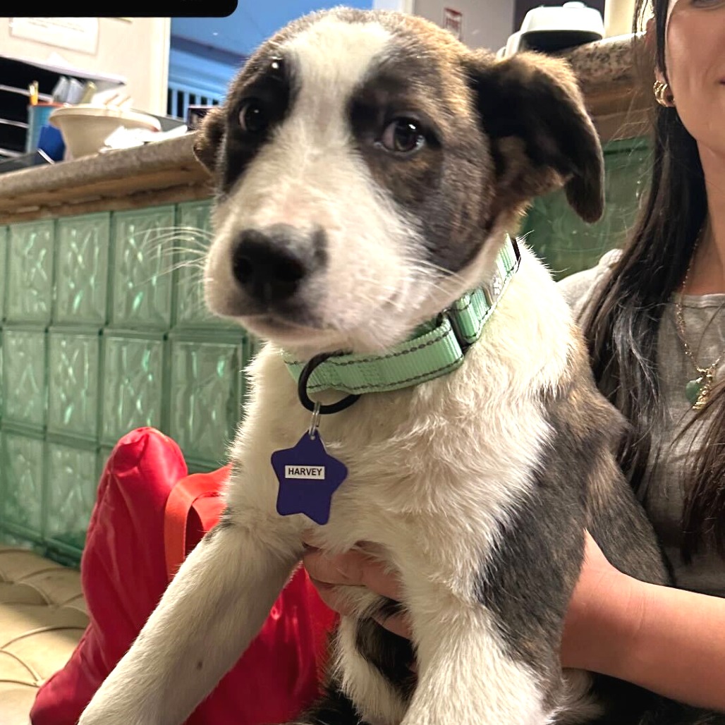 Harvey — thumbnail 2