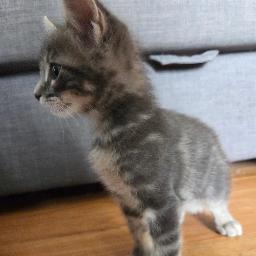 Tzatziki, photo 5