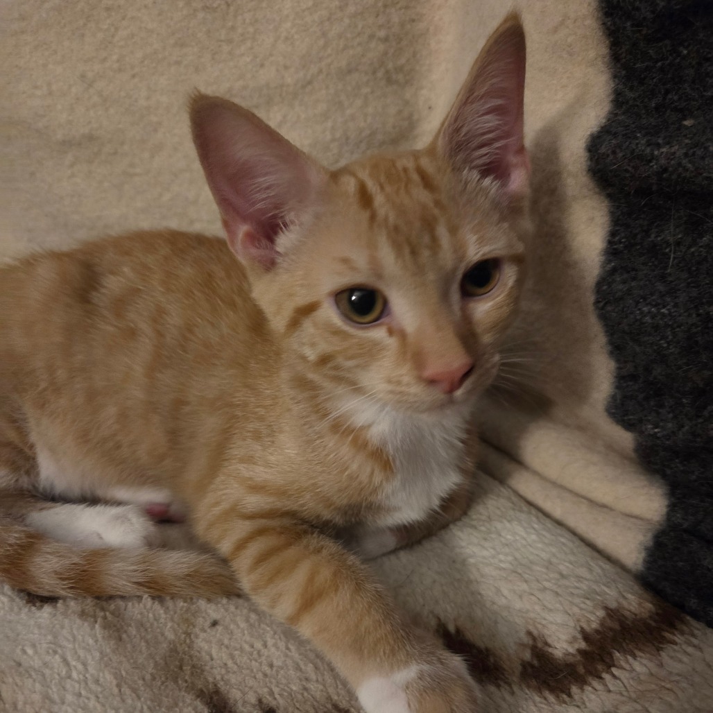 Carrot, photo 4