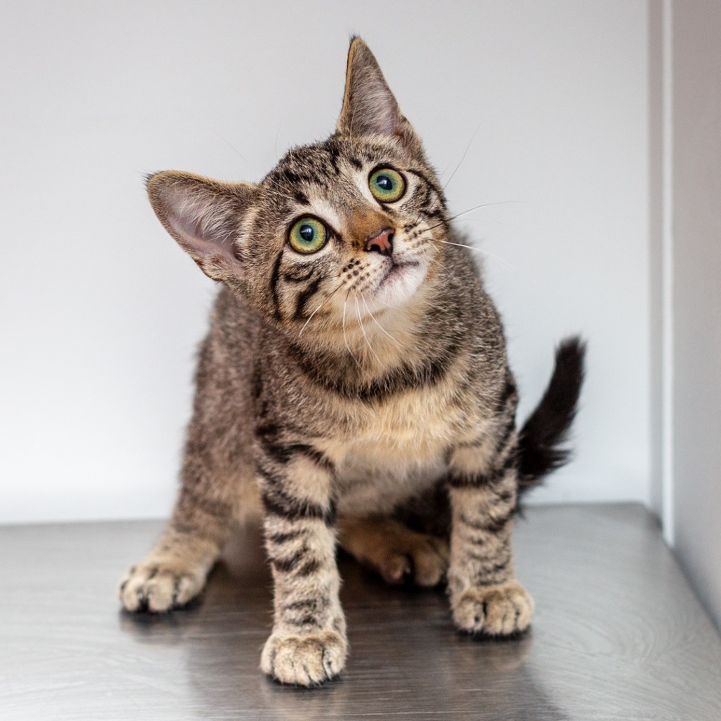 WONDER - Domestic Shorthair / Mix available for adoption