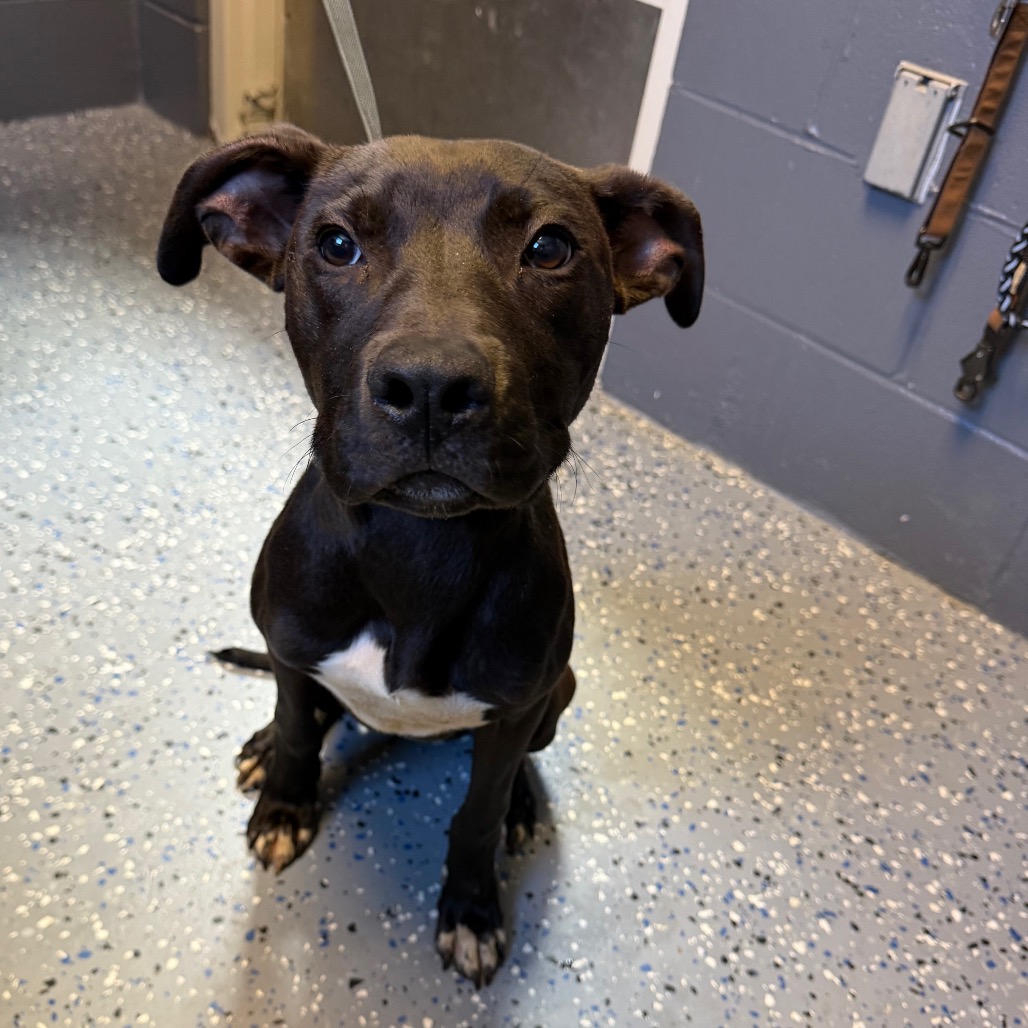  Photo of TUSC-Stray-84435