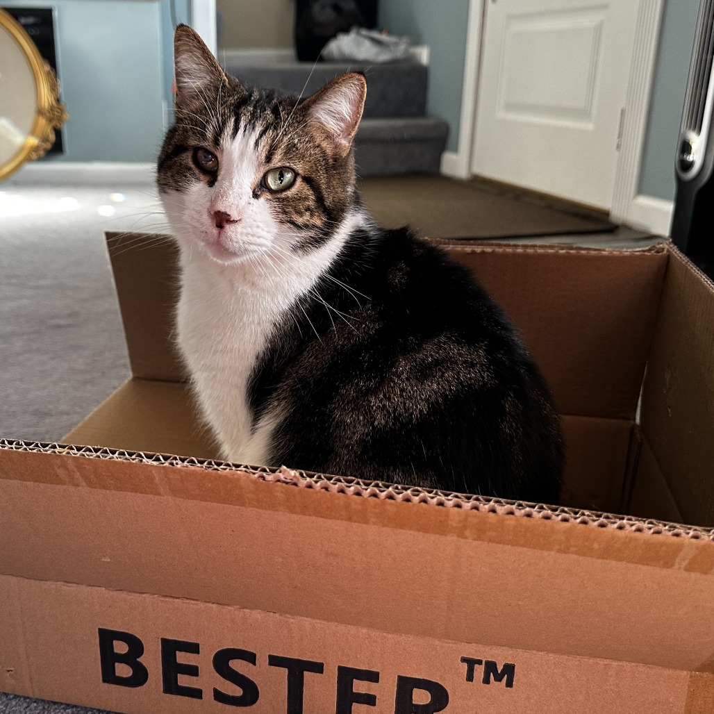 THOMAS - Domestic Shorthair available for adoption