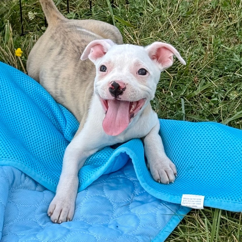 NY Martha May (foster in Carmel NY)
