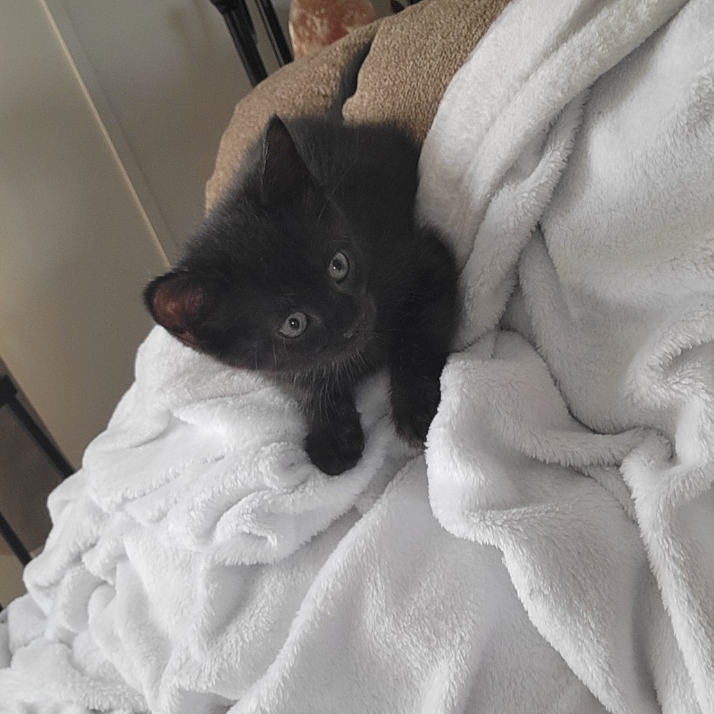 CECELIA - Domestic Shorthair available for adoption
