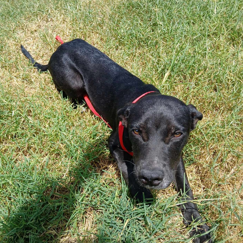 Rafael , available for adoption at PVAS