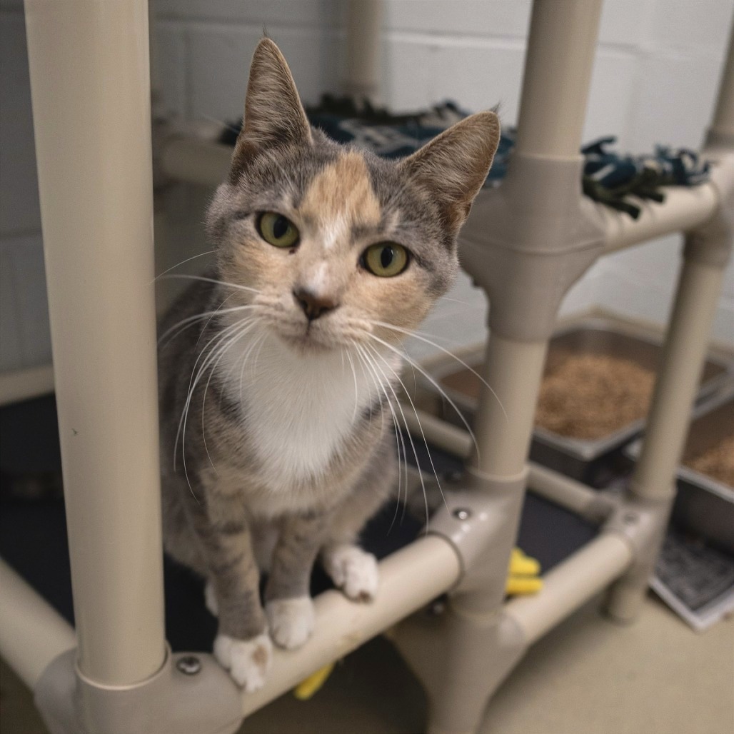 PEACHES - Domestic Shorthair available for adoption
