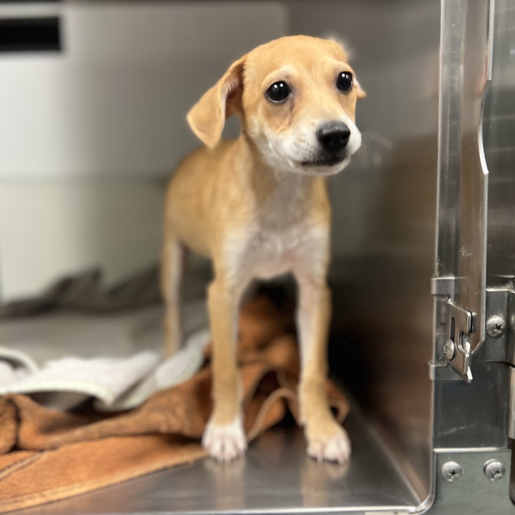 BONNIE BOO - Shepherd / Terrier available for adoption