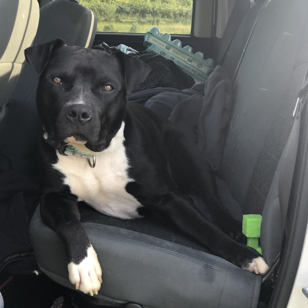 Sarge, photo 11