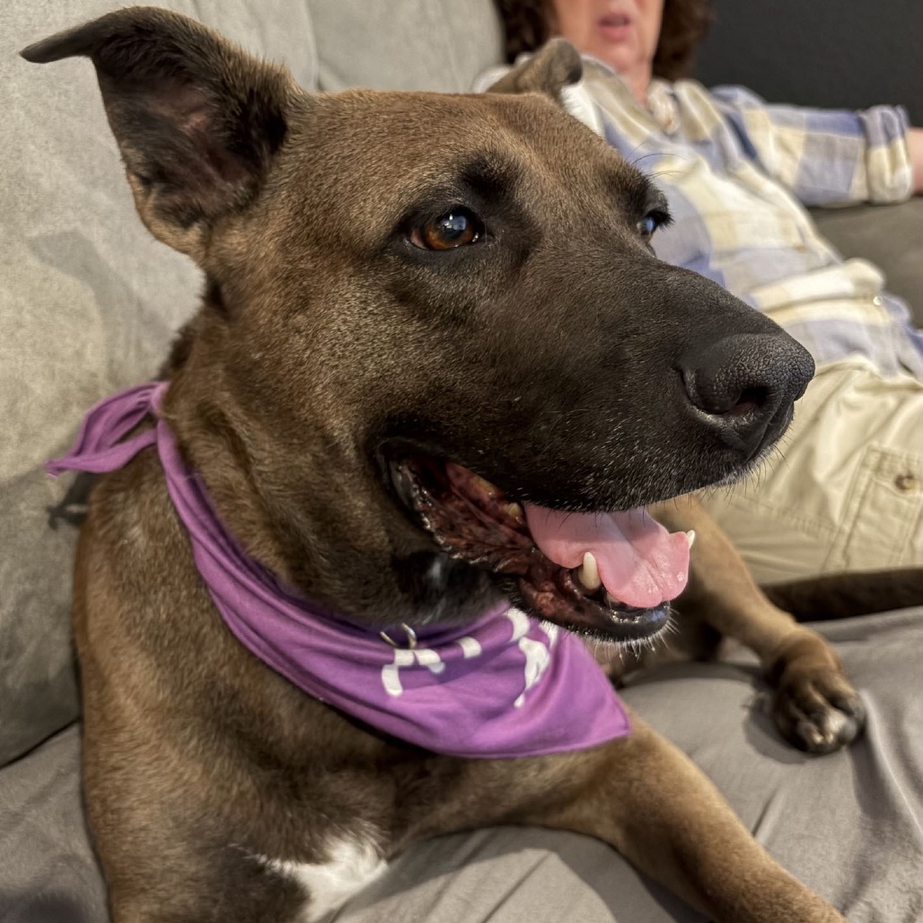 COCO - Shepherd / Mix available for adoption