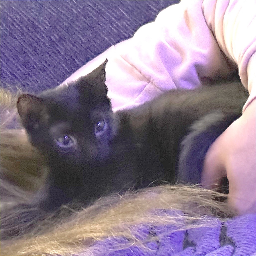 Panther, photo 3
