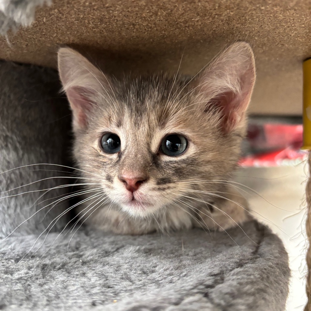 Photo of Firefly, a cat adopted from Gulf Coast Humane Society