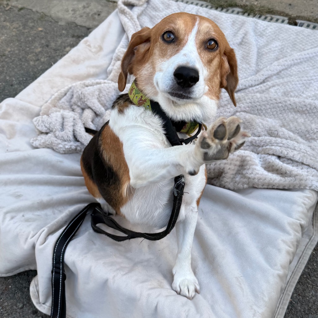 Ginger, photo 17