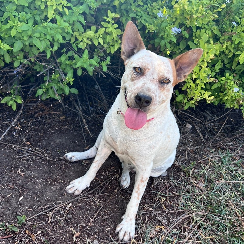 Nova