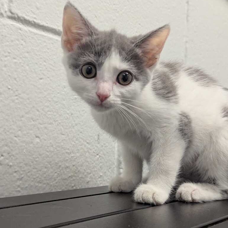MISTY - Domestic Shorthair available for adoption
