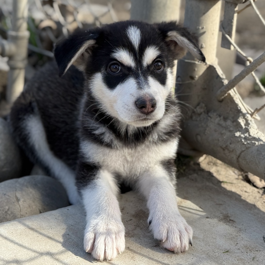 Jasper — thumbnail 5