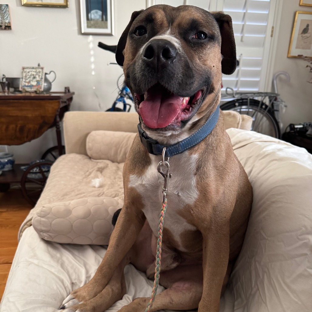 Nugget, additional photo