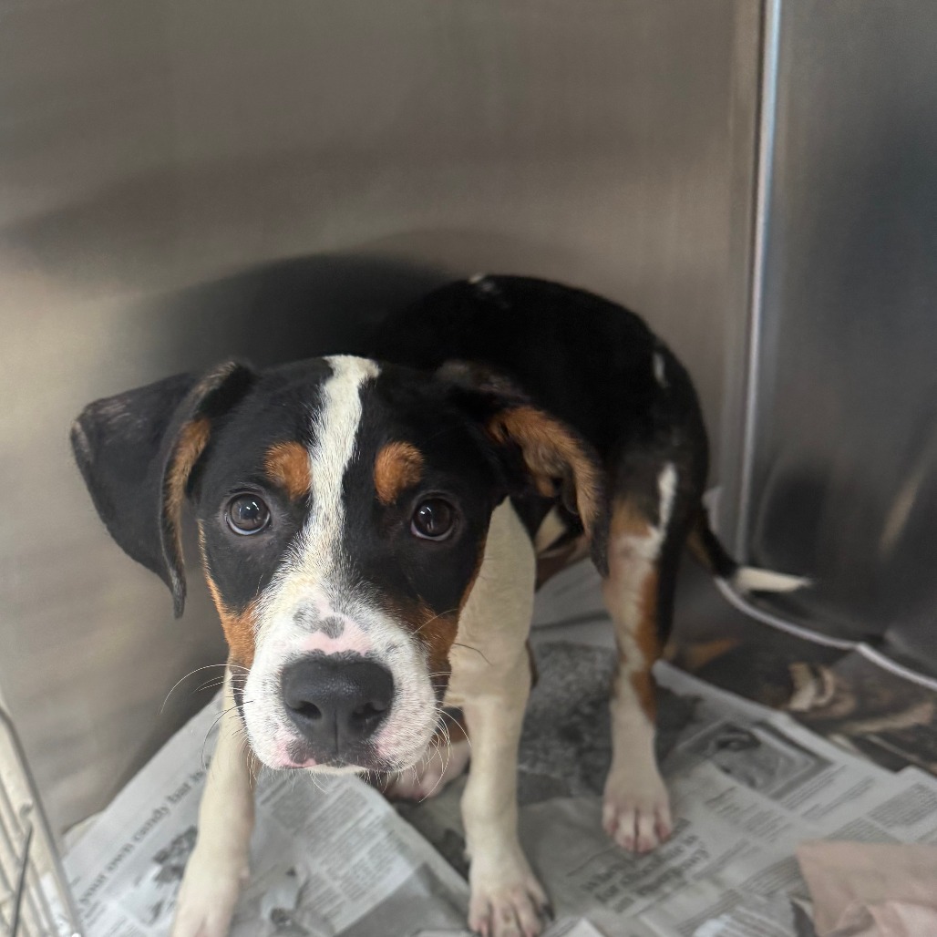 VINNY - Mixed Breed (Medium) / Mix available for adoption