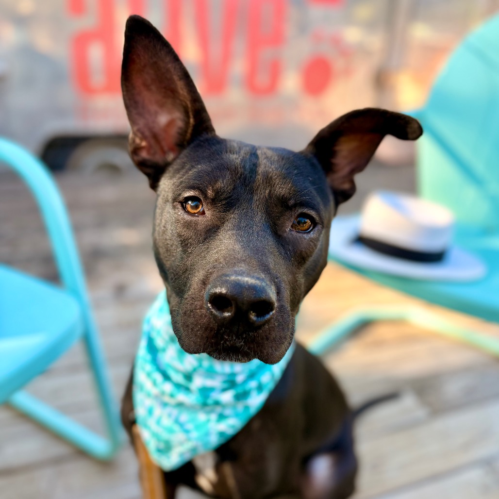 Castlevania — thumbnail 8