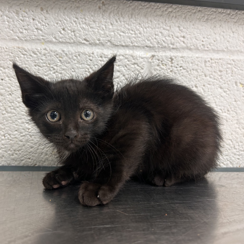 TUFFY - American Shorthair for adoption in Edinburg