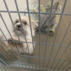 Kennel #2's preview photo