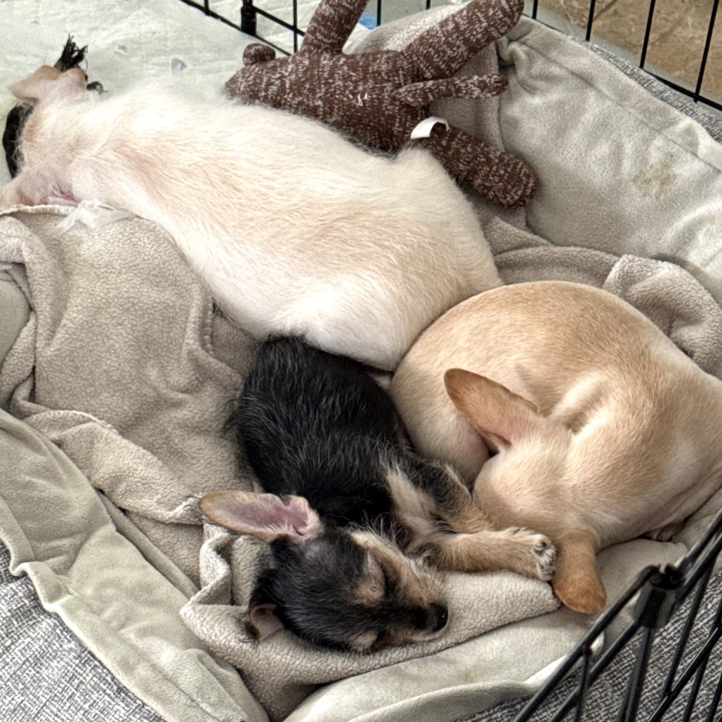 Cooper — thumbnail 3