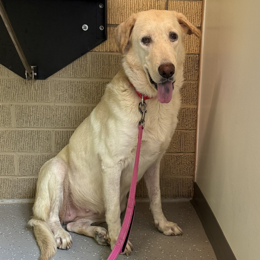 Betty, adoptable senior dog