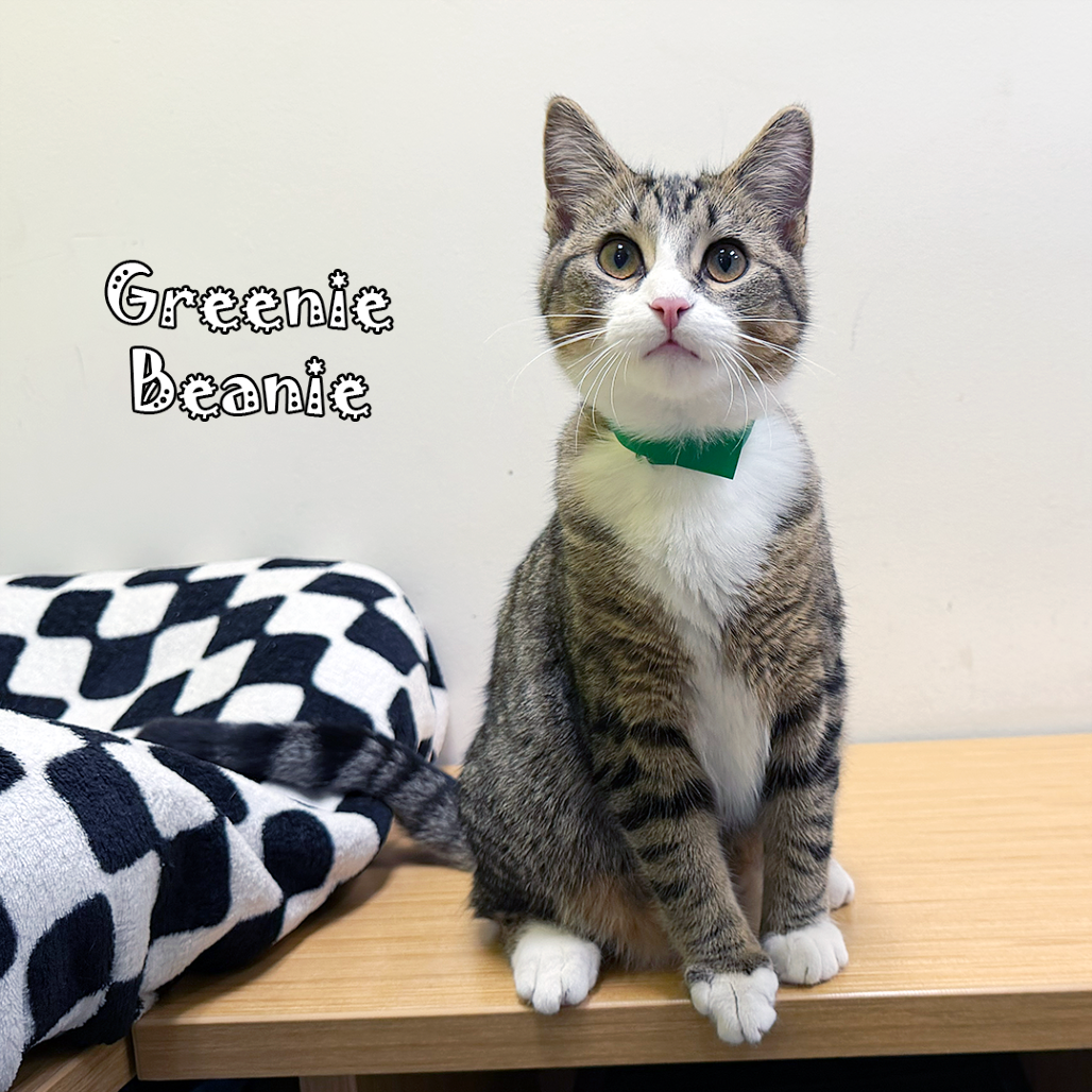 Greenie Beanie bonded with Stripes, an adoptable cat