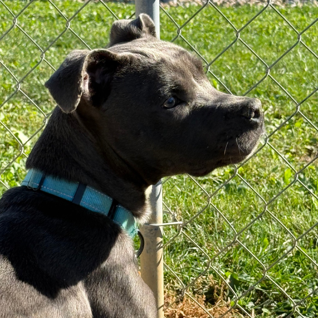 Sawyer, photo 4